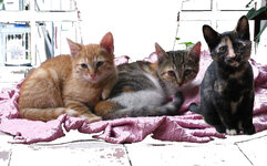 gates oo last_only photo.jpg