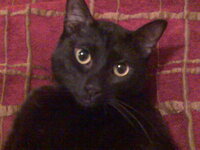 фото апо Nokia 008.jpg