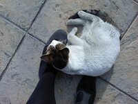 ΖαχαΡούλης (2).jpg