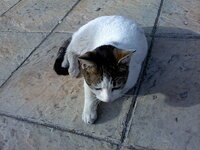 ΖαχαΡούλης (3).jpg