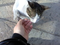 ΖαχαΡούλης (6).jpg