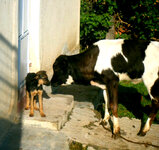 148426_461703737420_502517420_5436764_8052795_n αντίγραφο.jpg