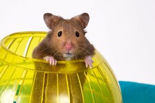Hamster-717082.jpg