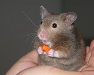 hamster.jpg