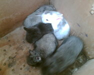 Εικόνα 425.jpg Εικόνα 425.jpg