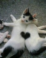 cats_with_fur_hearts_02.jpg