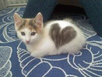 cats_with_fur_hearts_08.jpg