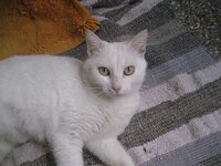 Εικόνα 325n.JPG