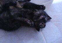 Αντίγραφο από DSC02242.JPG