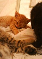 Αντίγραφο από DSC02252.JPG