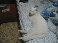 Εικόνα 354.jpg