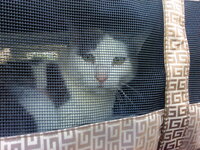 Artemis free (1).jpg