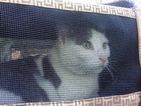 Artemis free (2).jpg