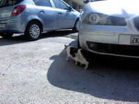 Artemis free (4).jpg