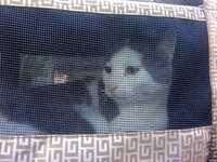 Artemis free (5).jpg