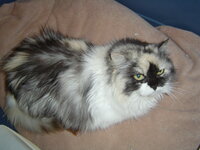 Persa and Ivan 009.JPG