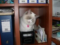 Γάτος 003 [640x480].jpg