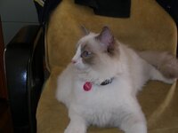 Γάτος 009 [640x480].jpg