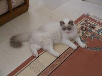 Γάτος 017 [640x480].jpg