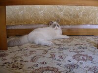 Γάτος 021 [640x480].jpg