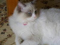 Γάτος 024 [640x480].jpg