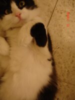 tina cat 0000 007.jpg