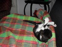 SDC12242 (Large).JPG