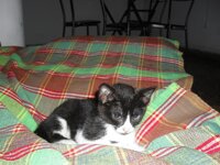 SDC12211 (Large).JPG