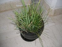 γ 1 011 [640x480].jpg