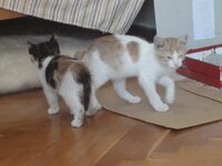 2011 cats Artemis and Hermes 13.6.2011.jpg