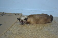 DSC_0218 (Αντιγραφή).JPG