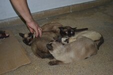 DSC_0237 (Αντιγραφή).JPG