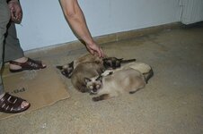 DSC_0240 (Αντιγραφή).JPG