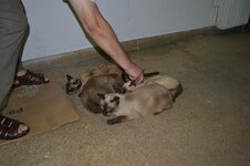 DSC_0242 (Αντιγραφή).JPG