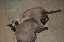 DSC_0257 (Αντιγραφή).JPG