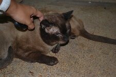 DSC_0260 (Αντιγραφή).JPG