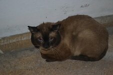 DSC_0265 (Αντιγραφή).JPG