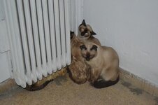 DSC_0267 (Αντιγραφή).JPG