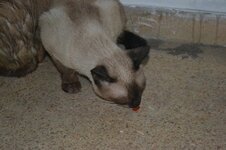 DSC_0275 (Αντιγραφή).JPG