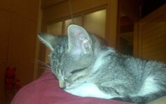 09072011770 kalo.jpg