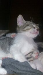 12072011789 kalo.jpg