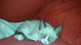 14072011802 kalo.jpg