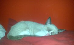 17072011811 kalo.jpg