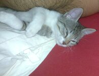 21072011827 kalo.jpg