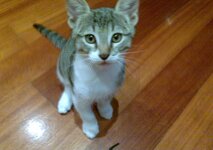 24072011838 kalo.jpg