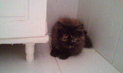 2011-08-12 13.20.03.jpg