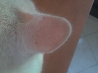 2011-08-24 18.25.20.jpg