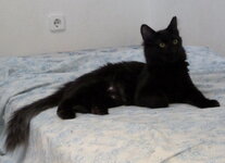 λου-μπλου 2.jpg