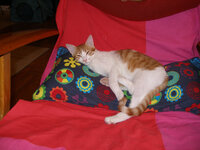 Hlias_Petroulidhs_002.jpg Hlias_Petroulidhs_002.jpg