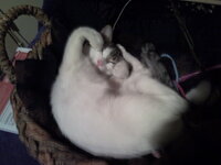 Άρτεμις 71.jpg